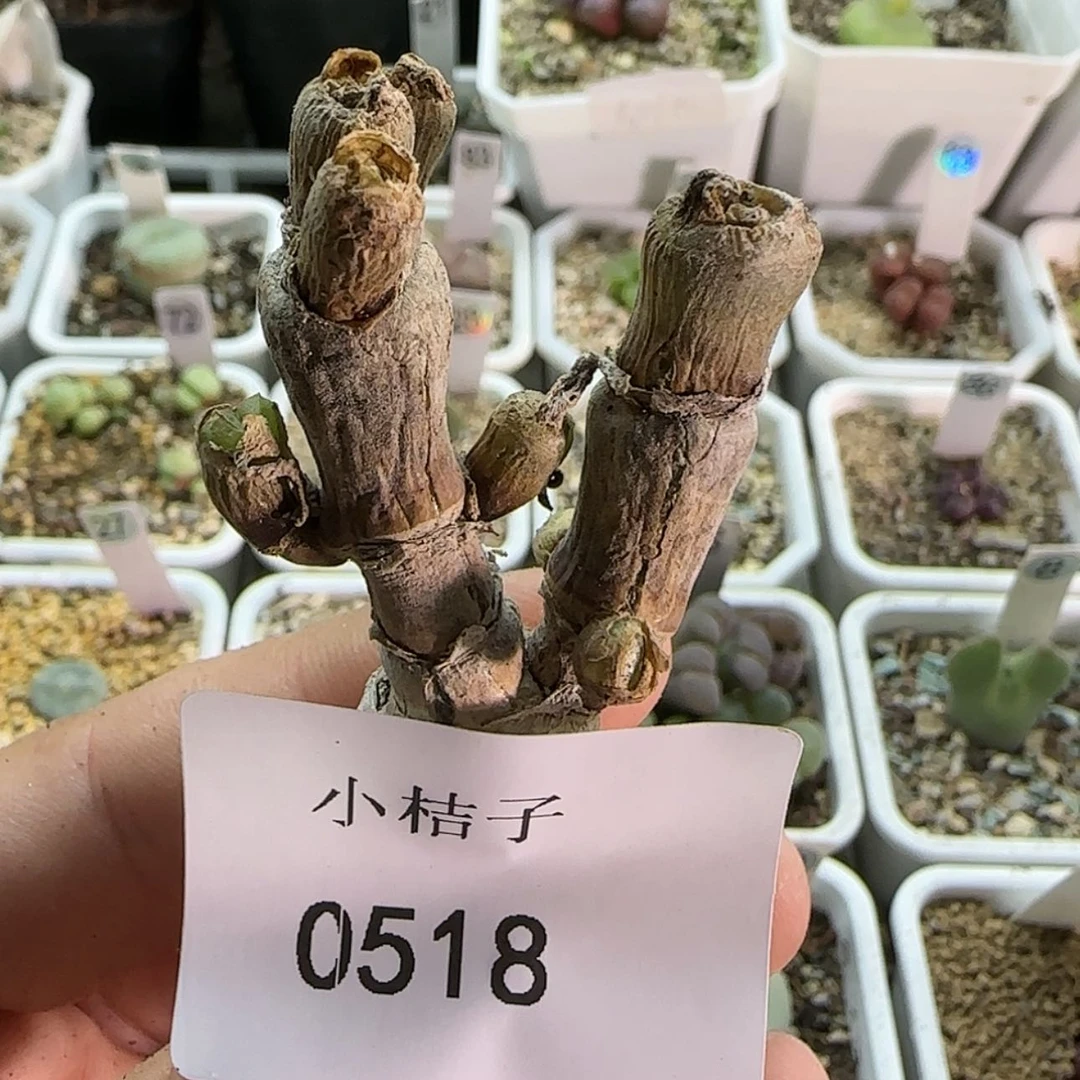 【闪购商品】?**妞0518
