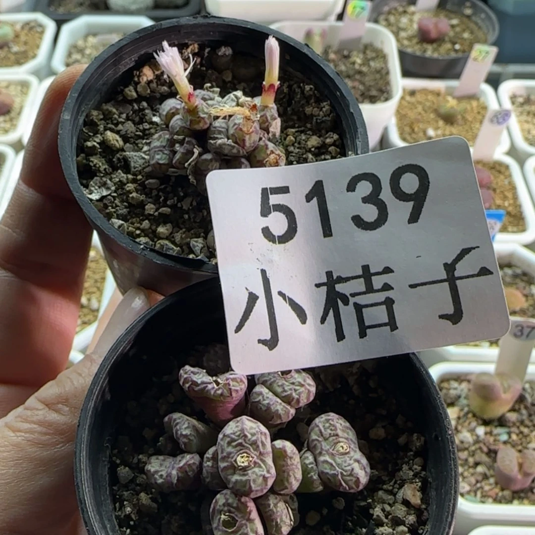 【闪购商品】H***y5139。