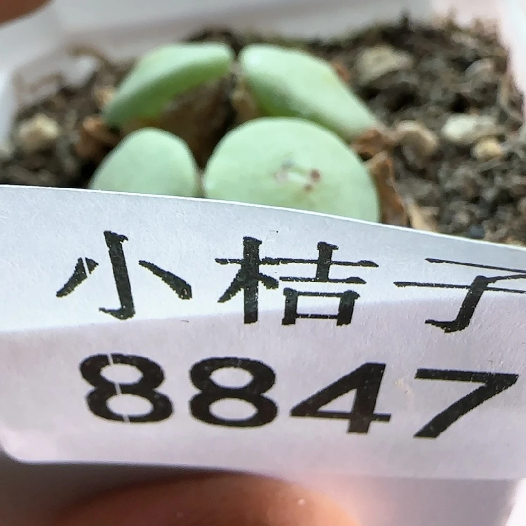 【闪购商品】妙**18847。