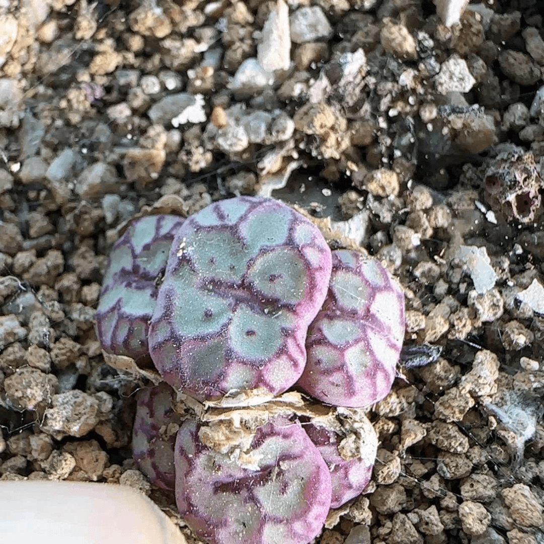 【闪购商品】9289