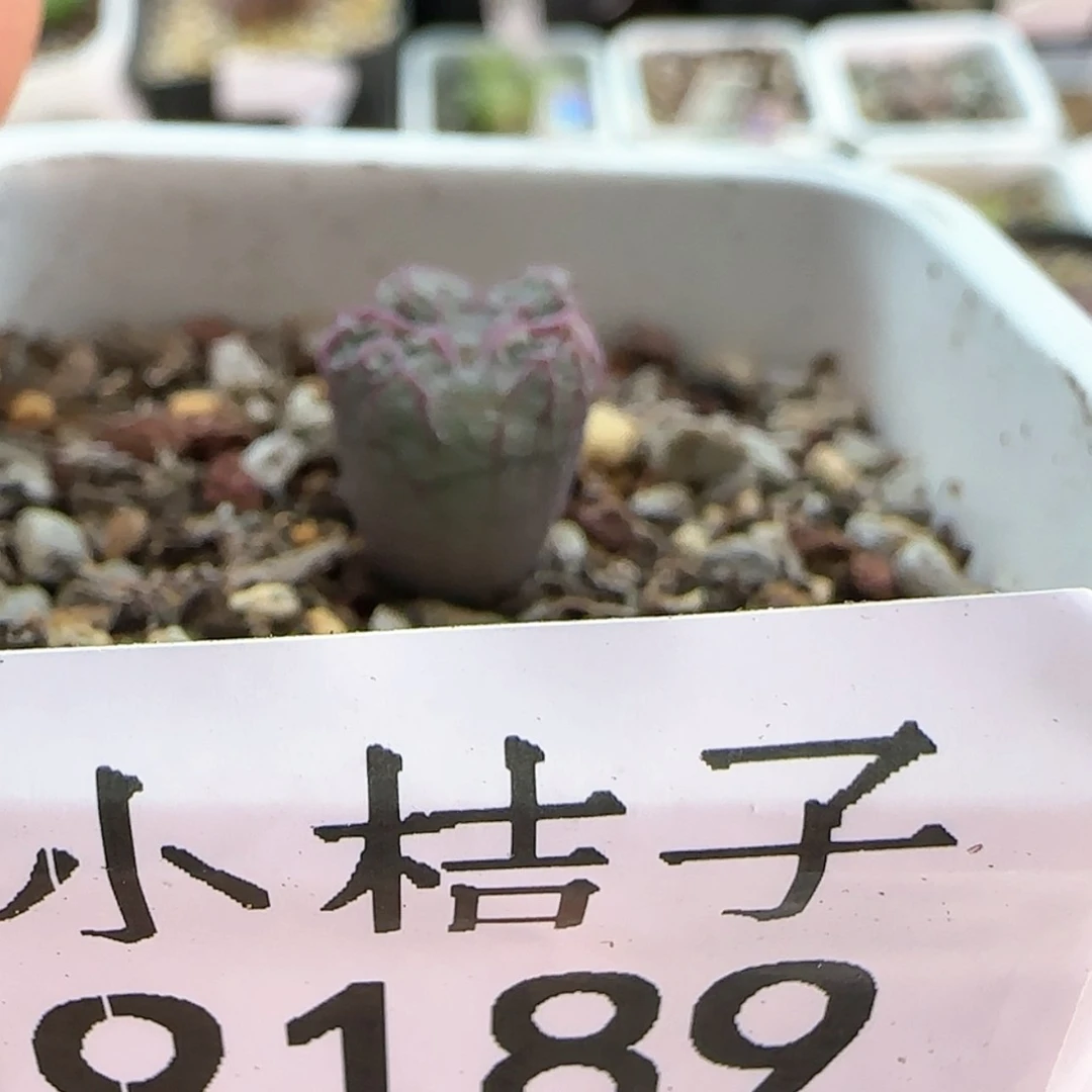 【闪购商品】琦*9189。
