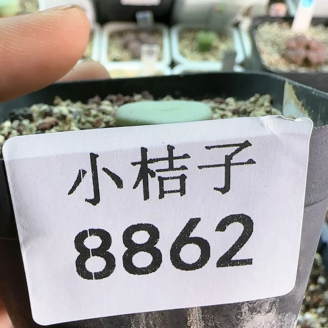 【闪购商品】小*兔8862。