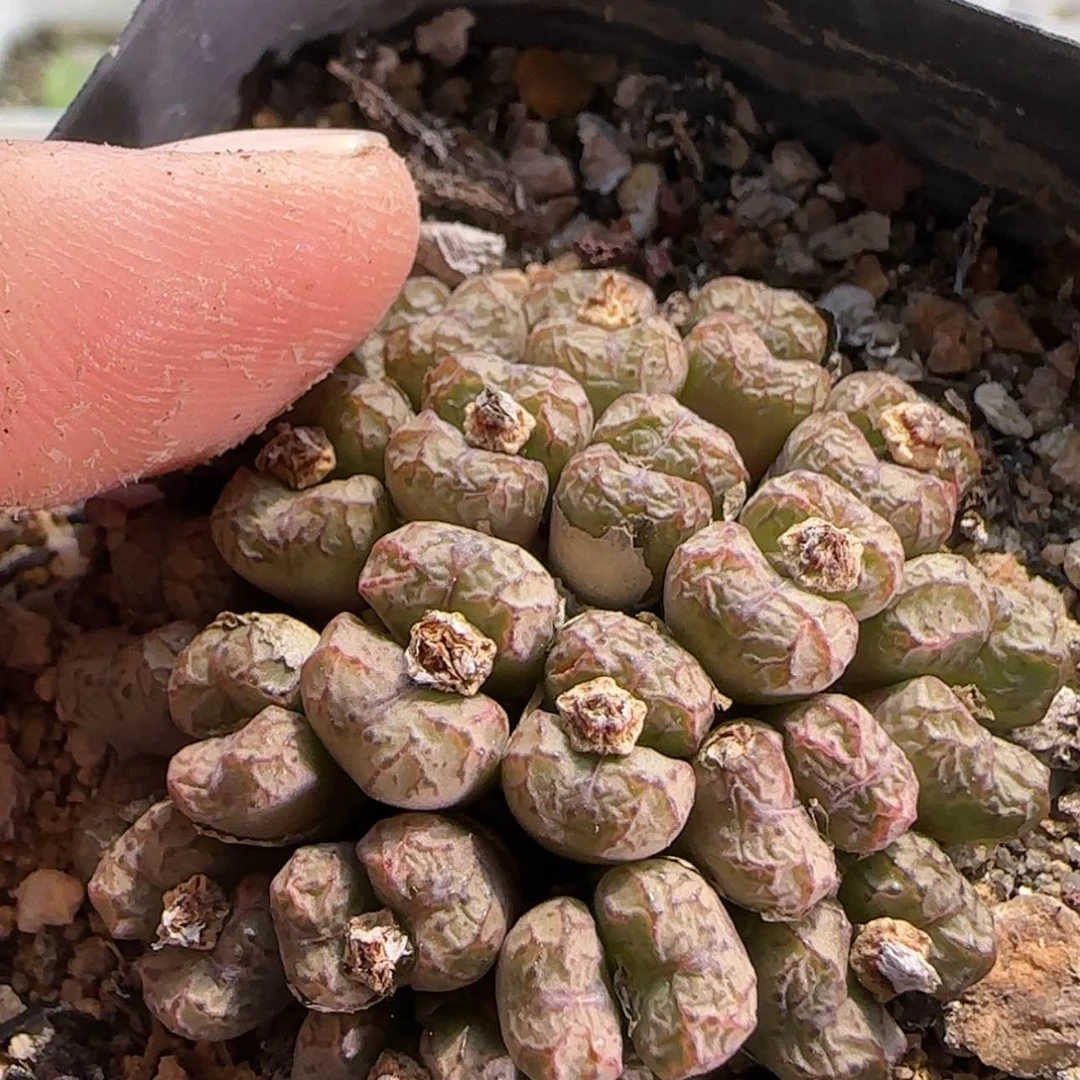 【闪购商品】小*子0142