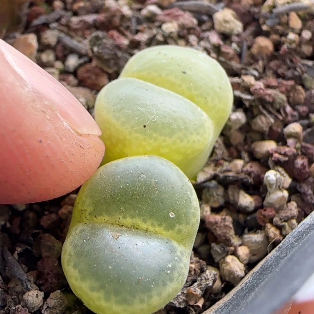 【闪购商品】爱***容5421