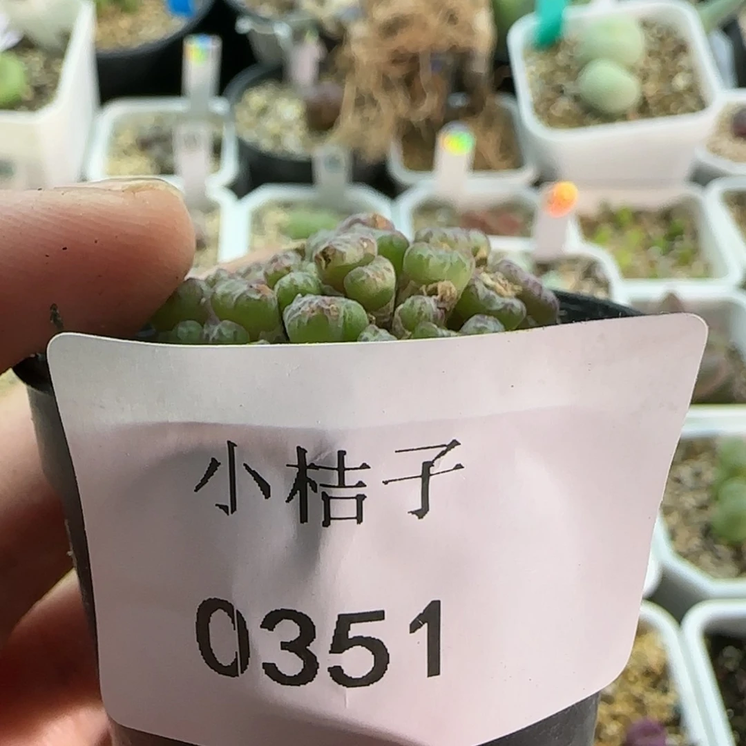 【闪购商品】果***妈0351