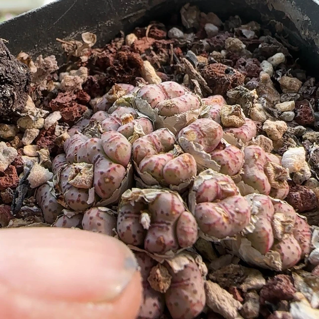 【闪购商品】多*?0215