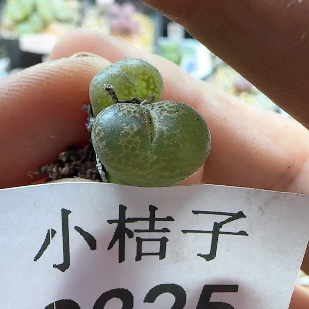 【闪购商品】?****?9325