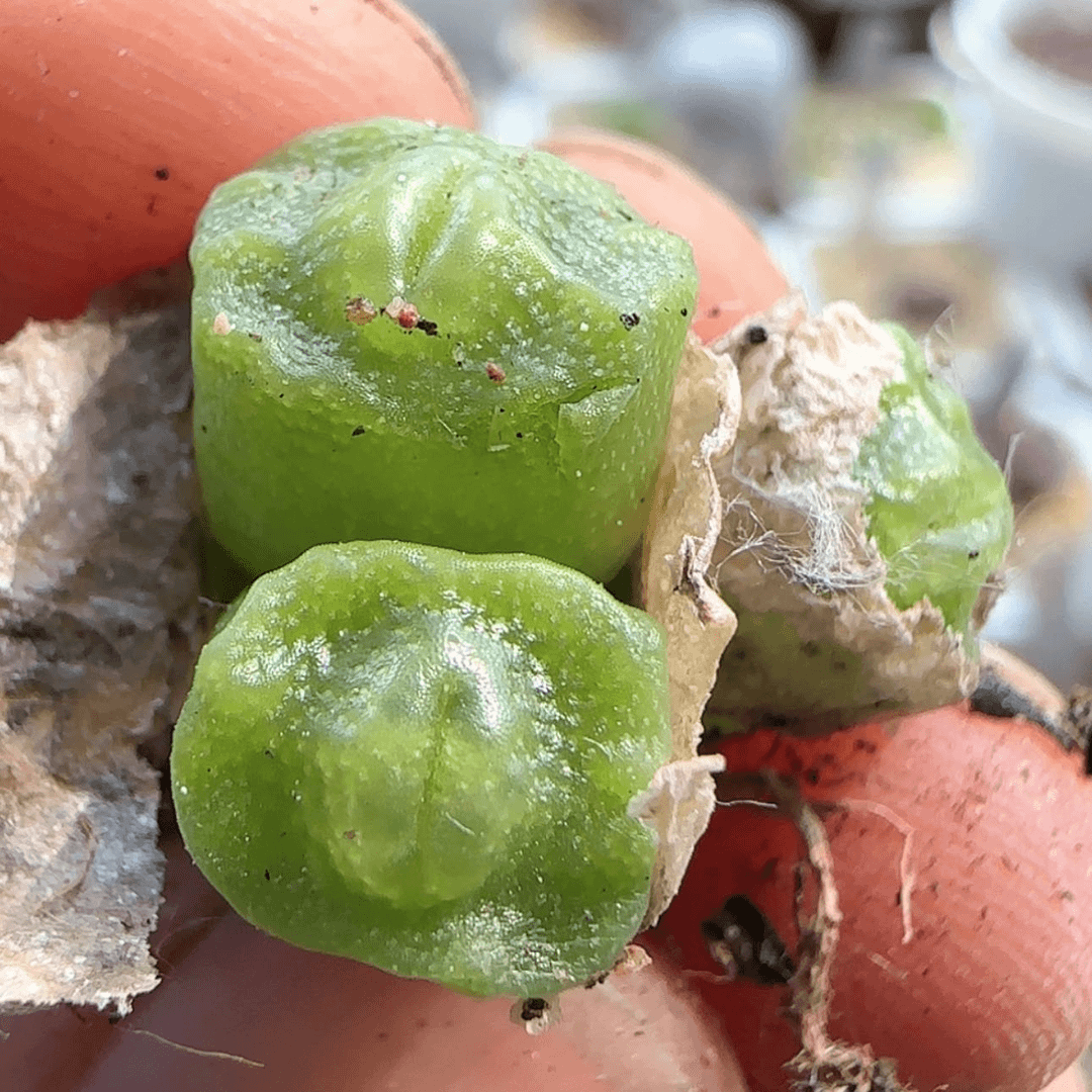 【闪购商品】8407。