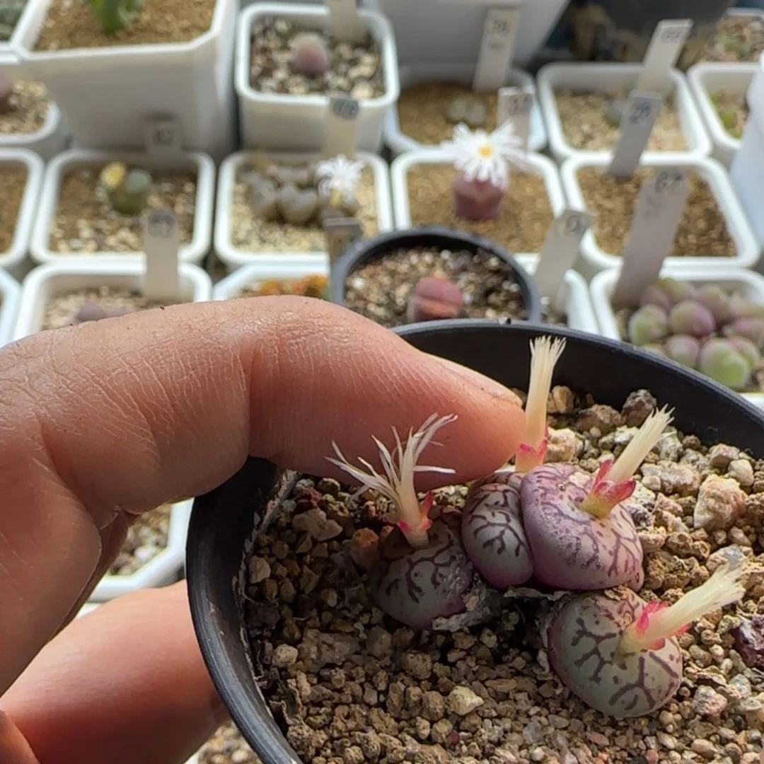 【闪购商品】暴*熊4347