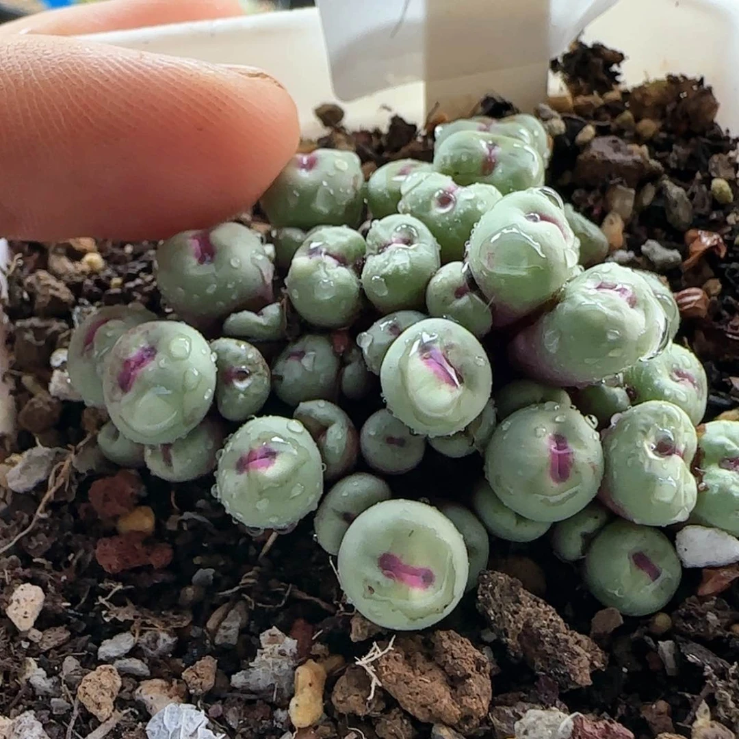 【闪购商品】莱*茶8345寄养。