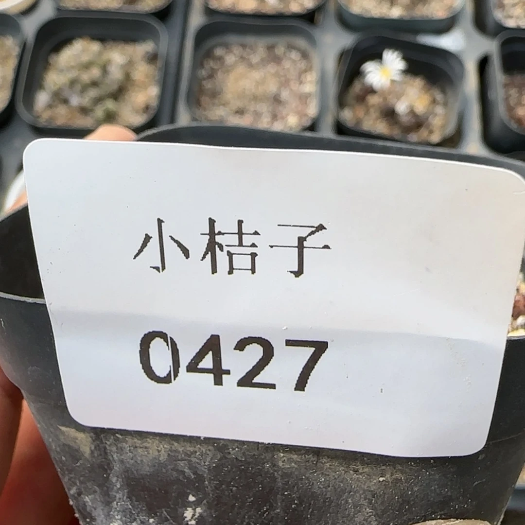 【闪购商品】嗨*嗨0427