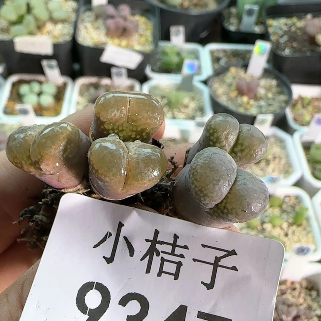 【闪购商品】9347