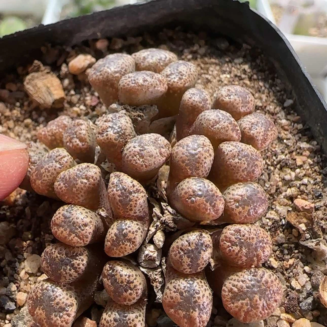 【闪购商品】0117