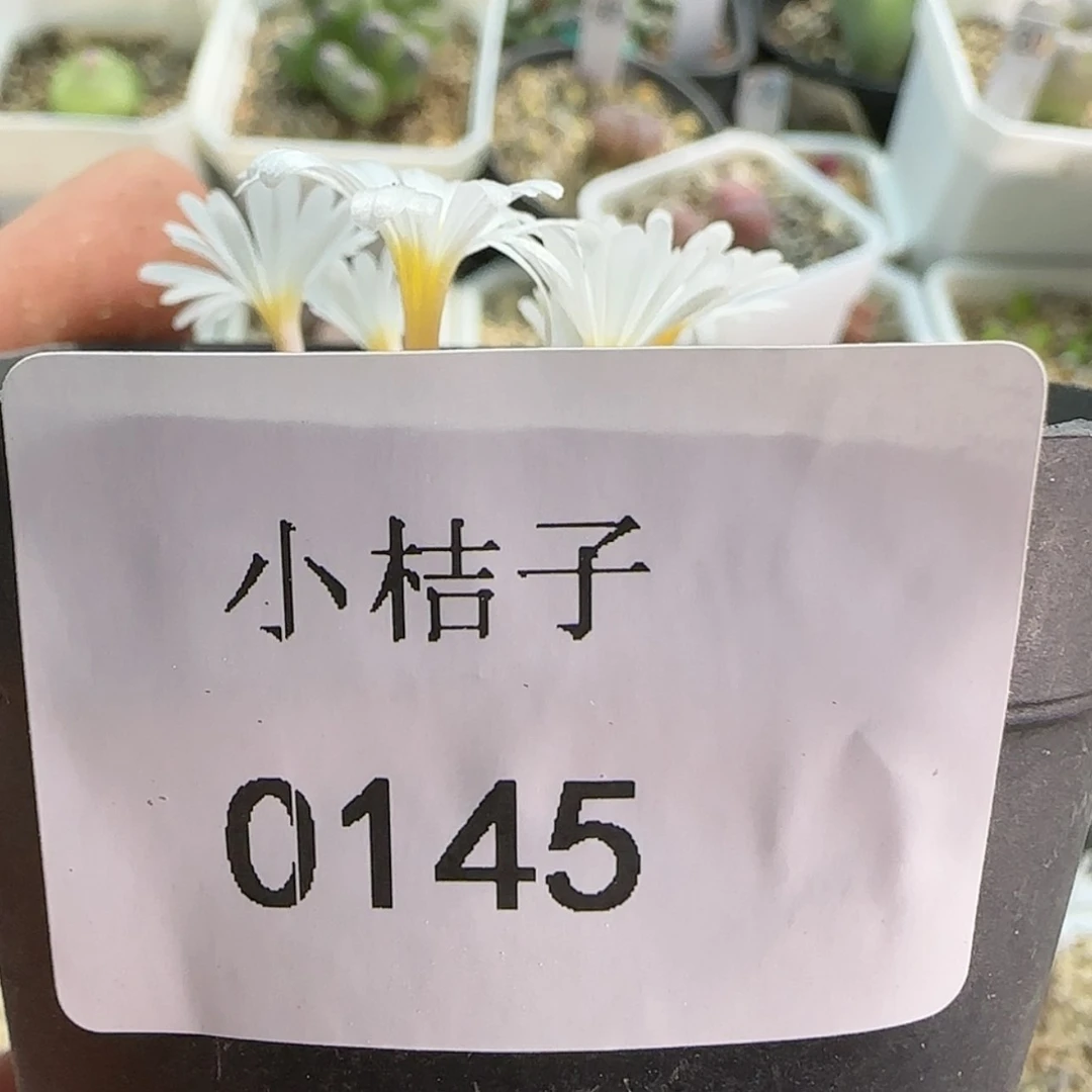 【闪购商品】多*?0145