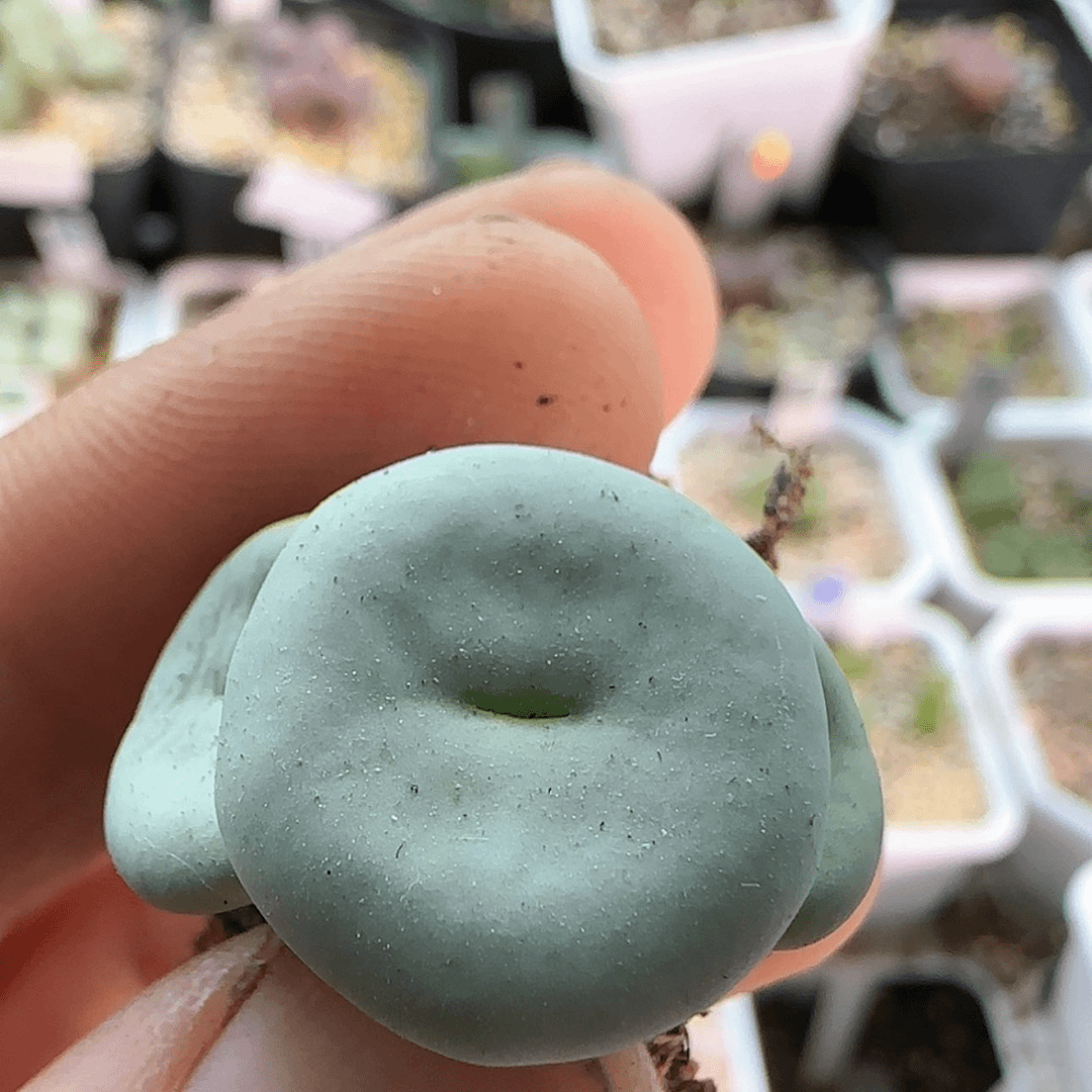 【闪购商品】9302