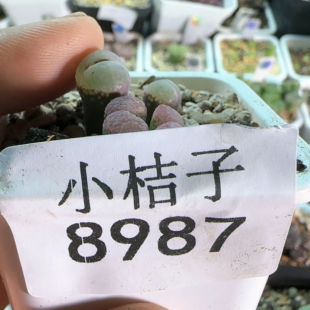 【闪购商品】莱*茶8987分着上寄养。