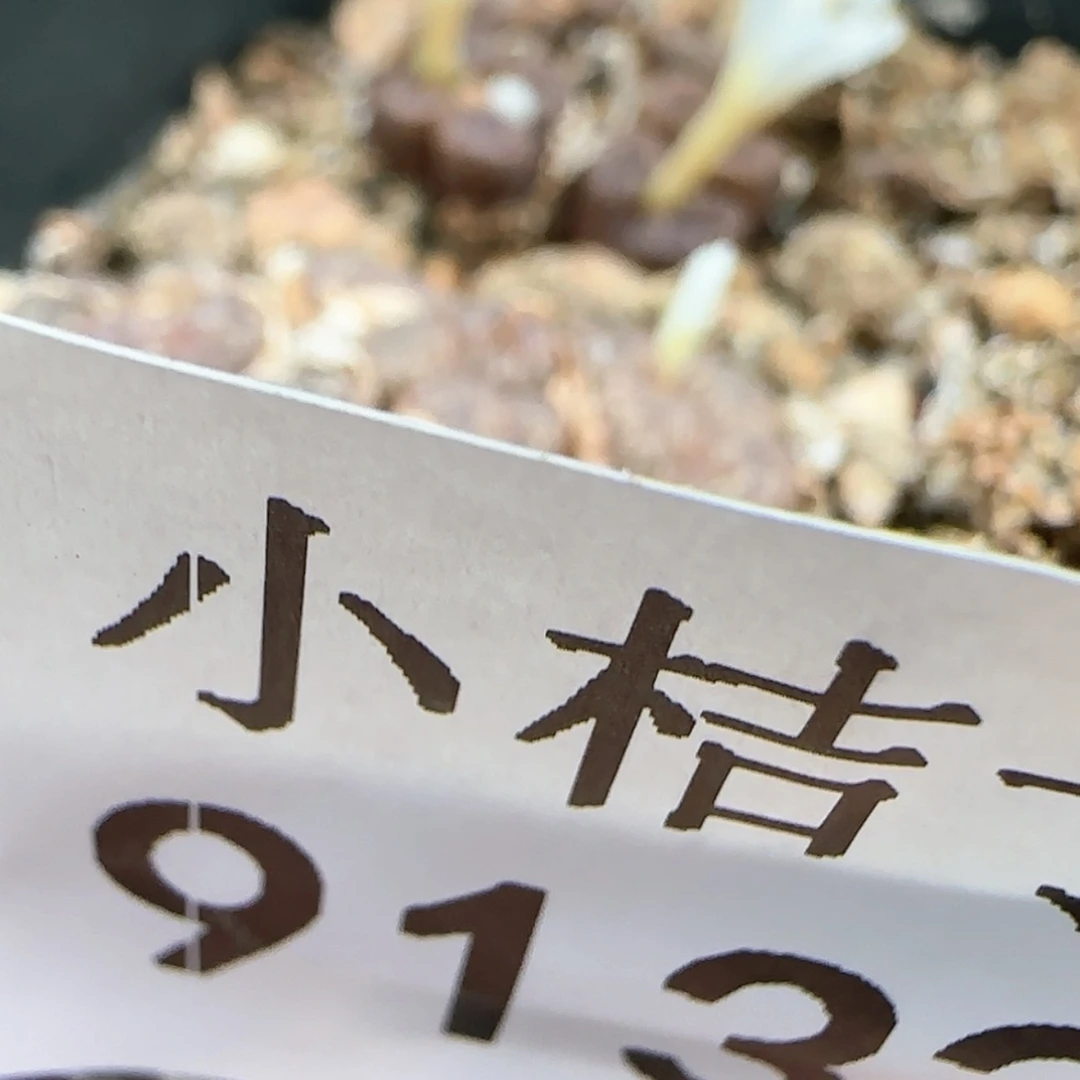 【闪购商品】莱*茶9132。