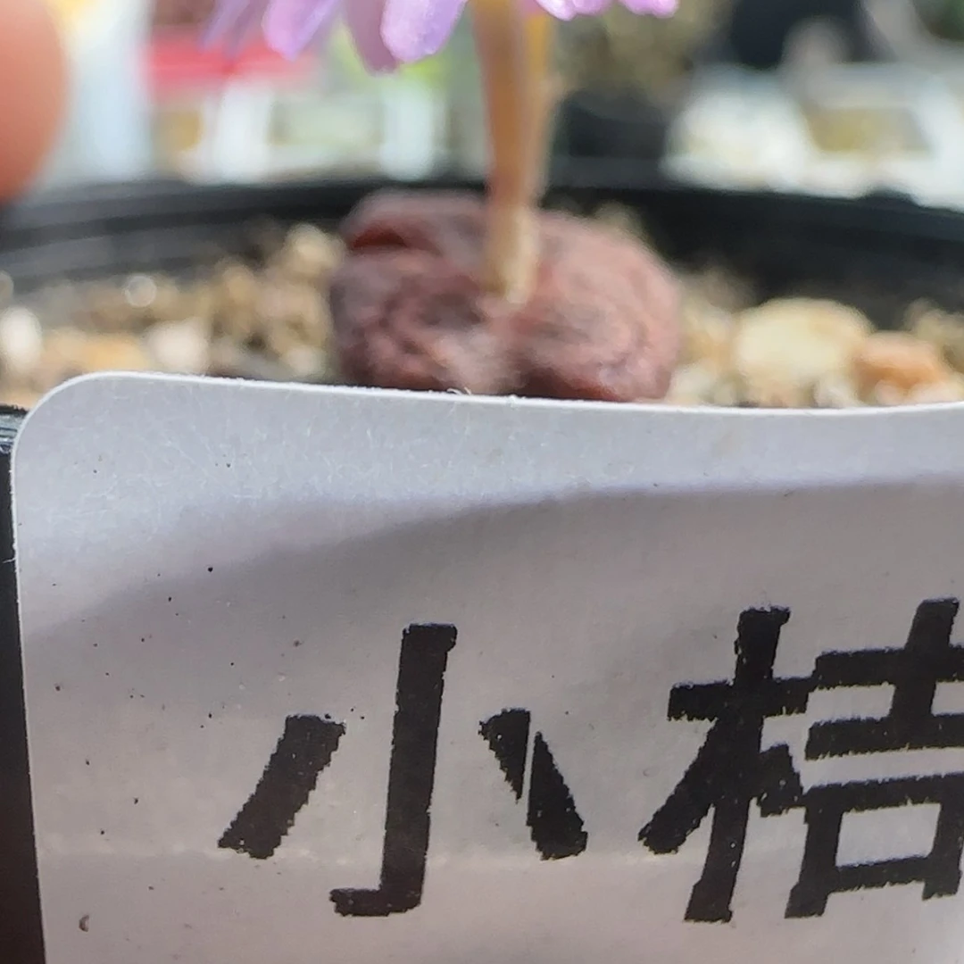 【闪购商品】逗*飞1151