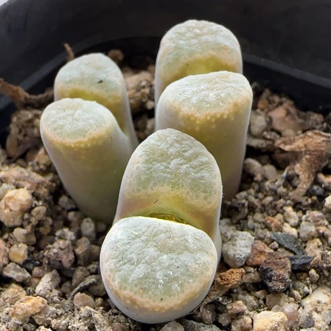 【闪购商品】4811。