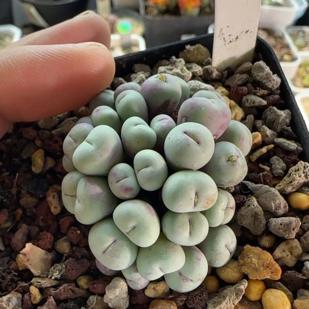 【闪购商品】嵐*3831