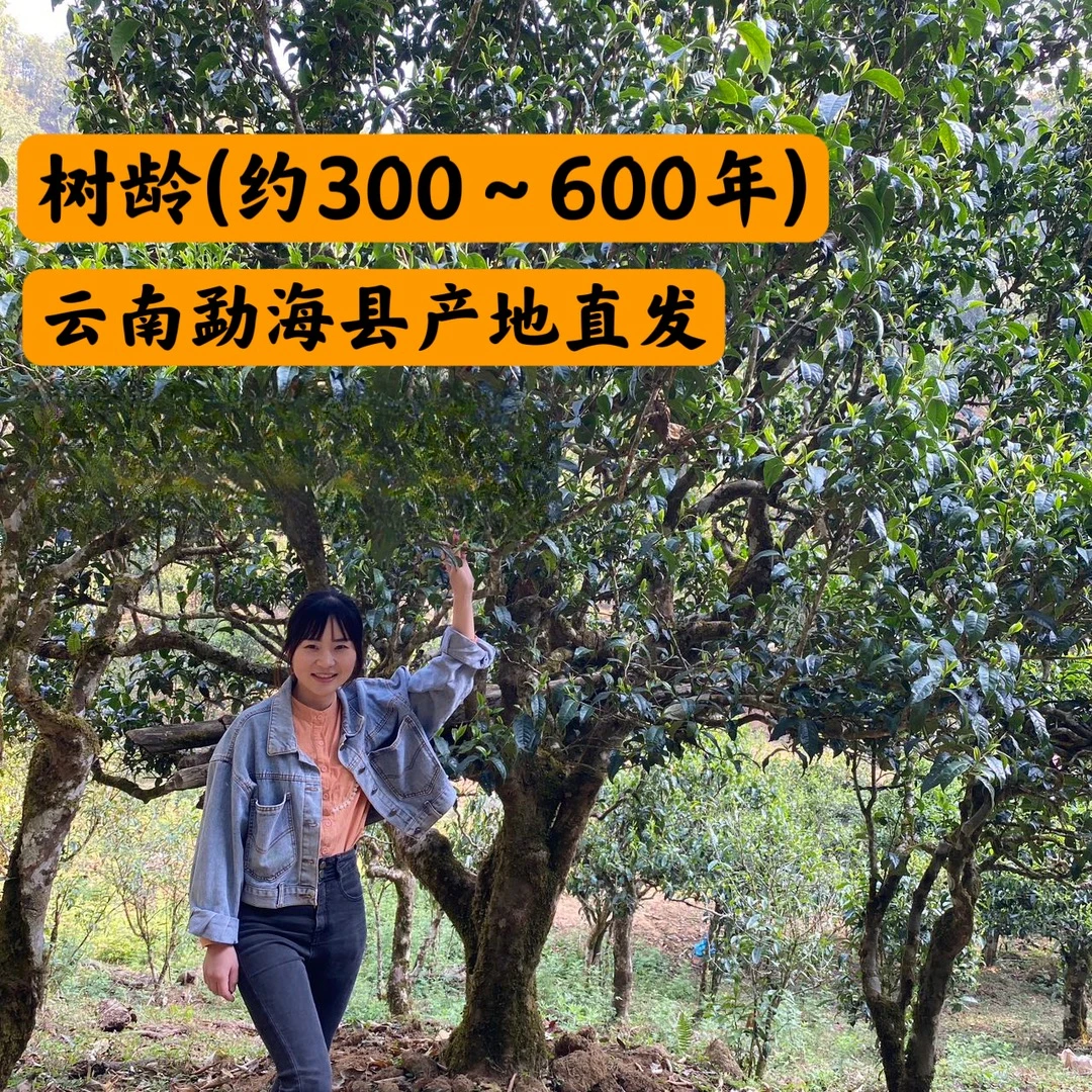 两斤头春嫩芽料【基诺山-生茶散茶】 支持开箱试喝 云南产地直发