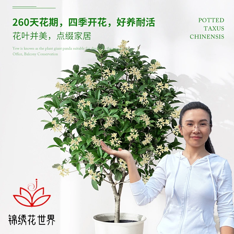 【四哥推荐】桂花盆栽 四季桂花卉阳台庭院室内开花金桂浓香绿植物