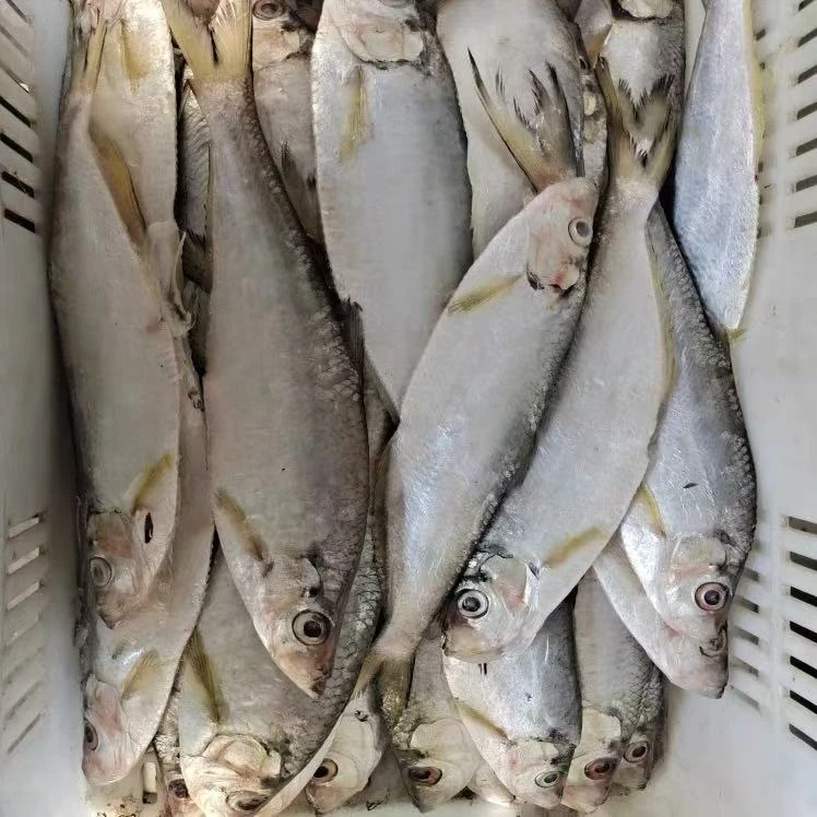 新鲜野生白鳞鱼快鱼10斤统一急冻发货白鳞鱼一冻容易发干介意勿拍