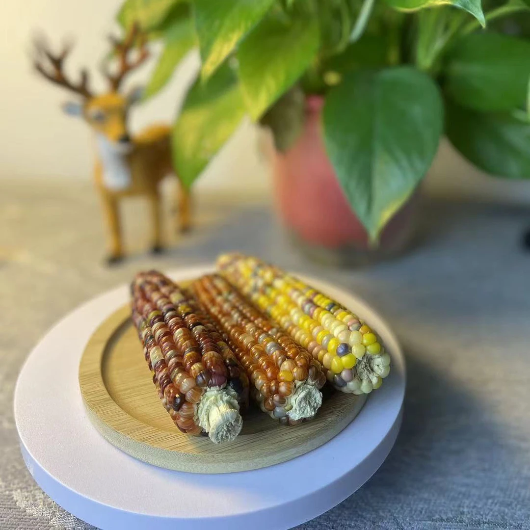 七彩文玩小玉米手把件摆件直播间一物一拍请勿私自下单