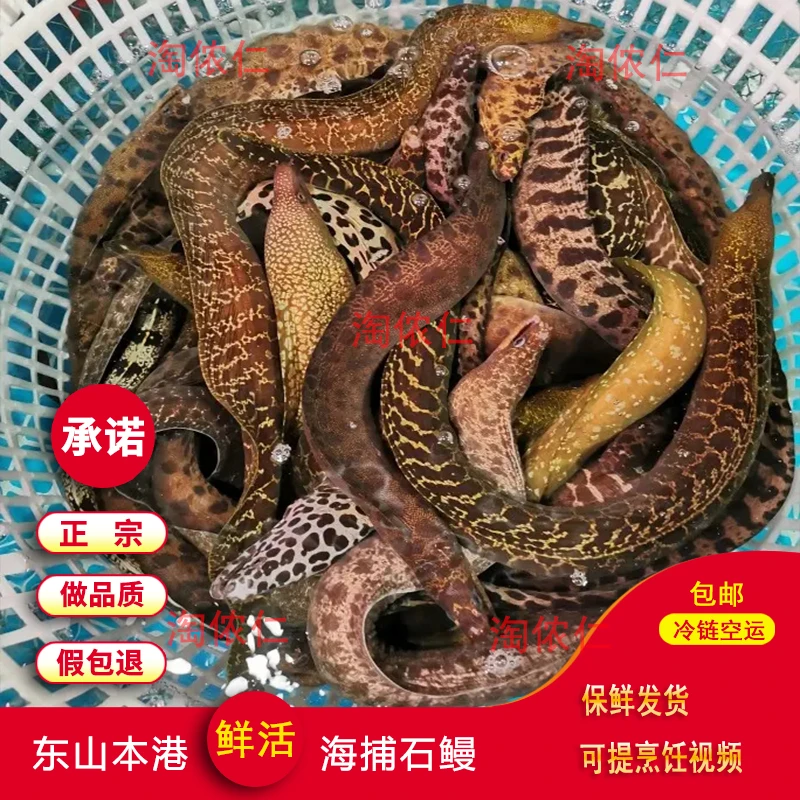 深海海捕石鳗鱼活冻油锥花鳗红血鳗福建东山岛新鲜海鲜冷冻水产品