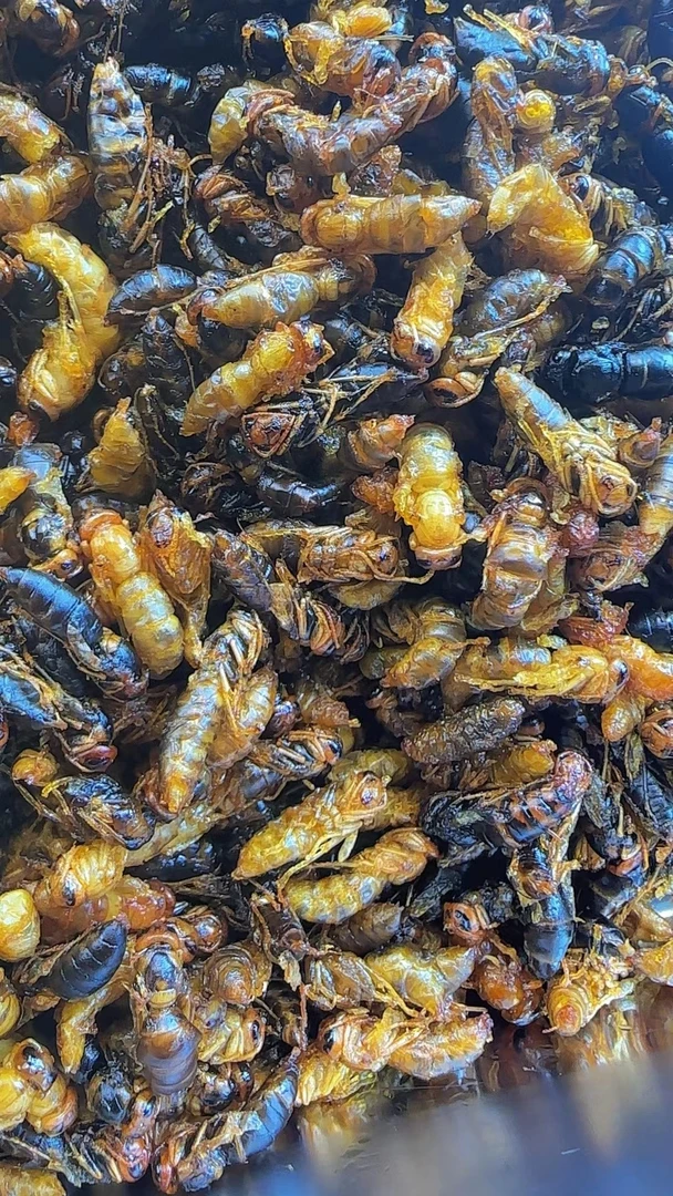 4级小黄小黑树蜂油榨蜂蛹
