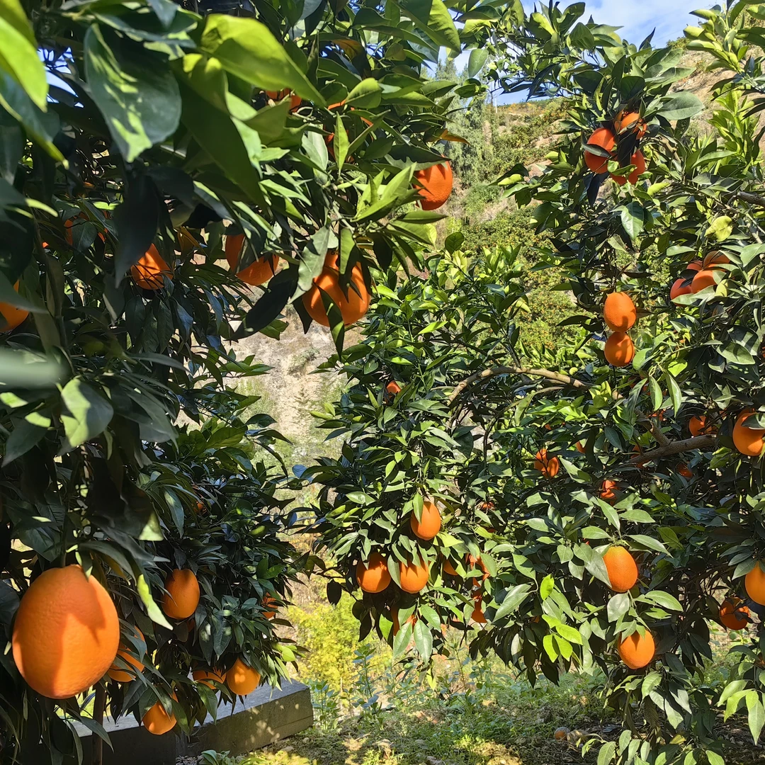 奉节铁福脐橙20斤  现摘现发 自家果园 酸甜多汁 精品果