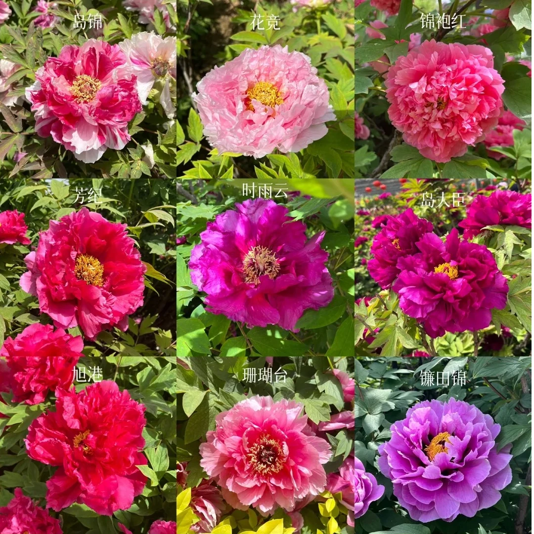 【直播间福利专享链接】洛阳大花重瓣牡丹