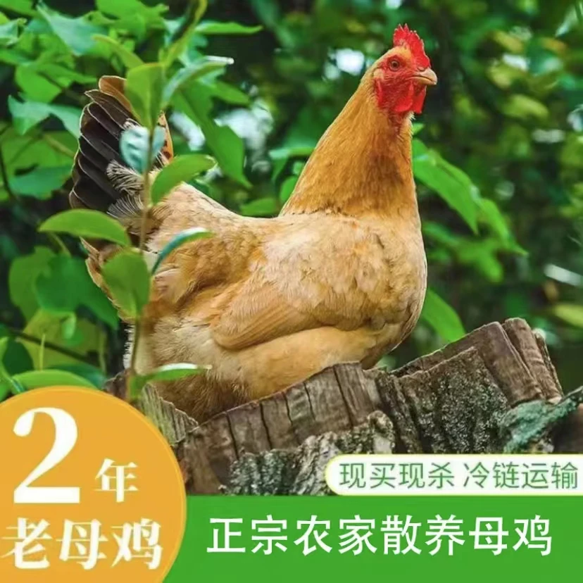 两只老母鸡2年散养土鸡顺丰包邮清炖老母鸡现杀