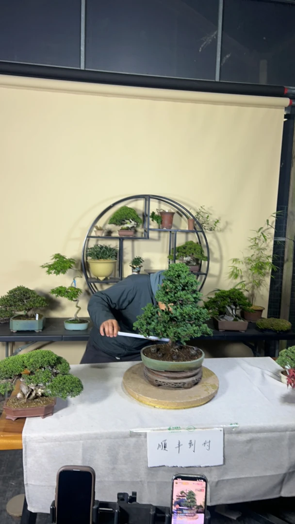 盆景盆栽一物一拍 凑单专用 请勿私拍