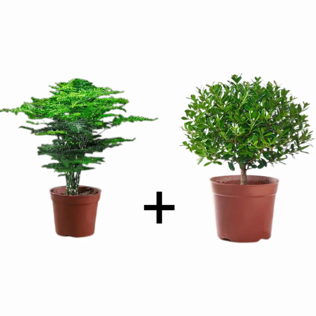 【2盆装】文竹小叶赤楠盆栽植物净化办公室好养桌面绿植四季常青