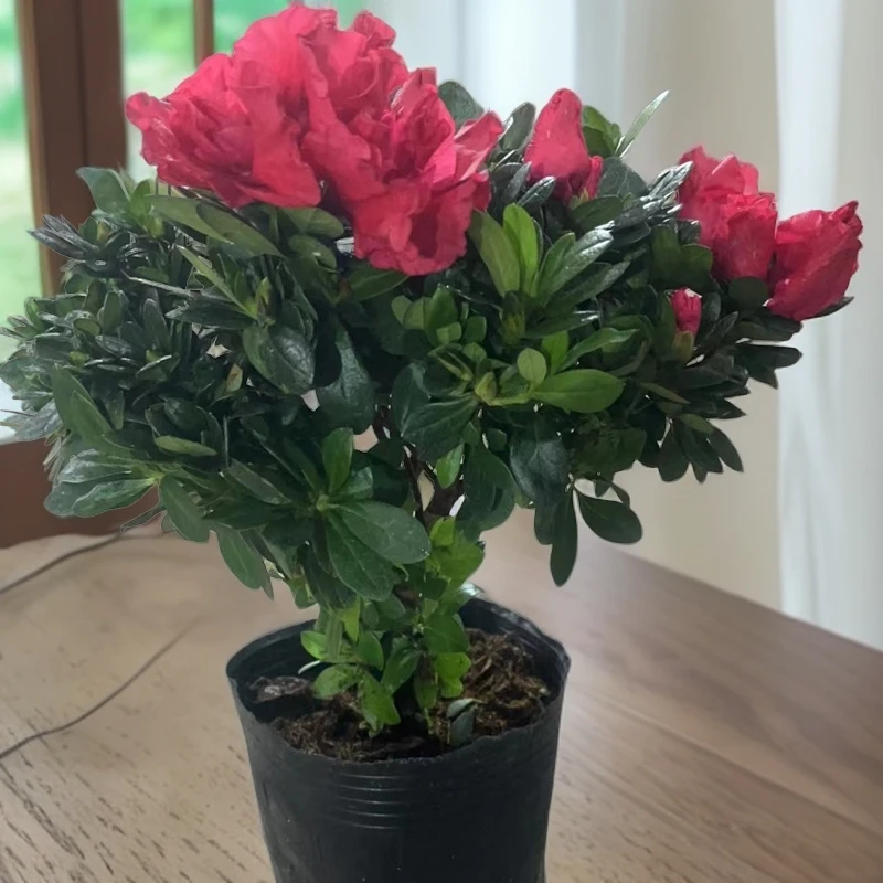 【杜鹃花】带花苞/30-35高/室内外通风处养殖/3-5天浇一次水
