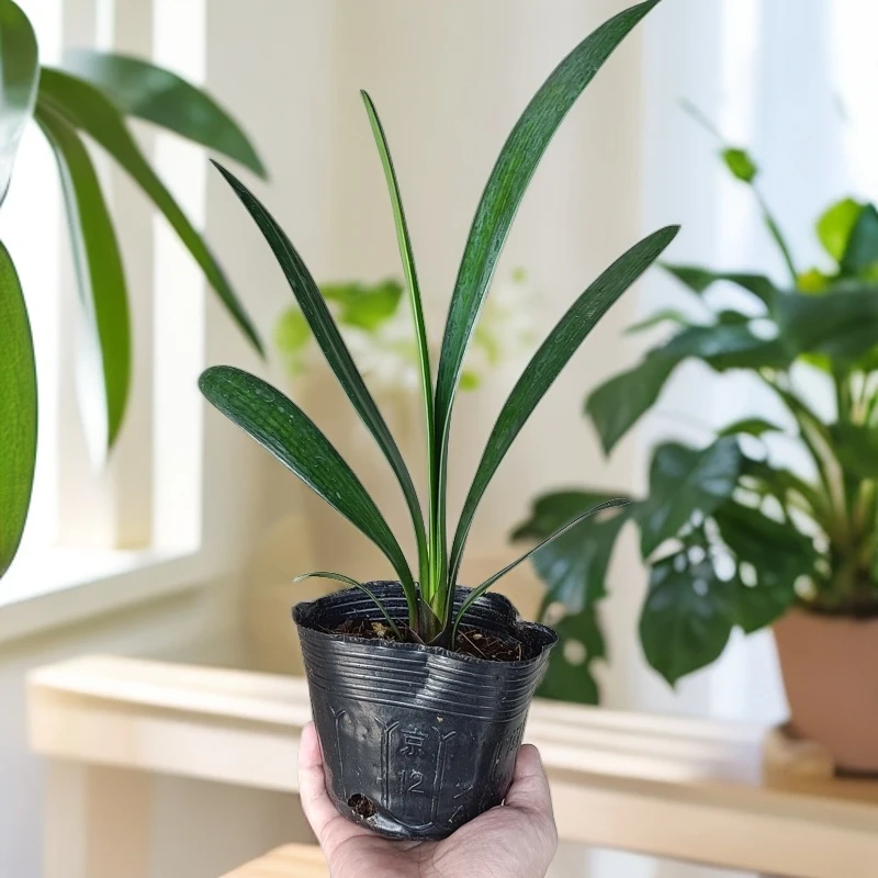 【君子兰】会开花植物/6-8叶及以上/15天浇水一次/室内散光养殖