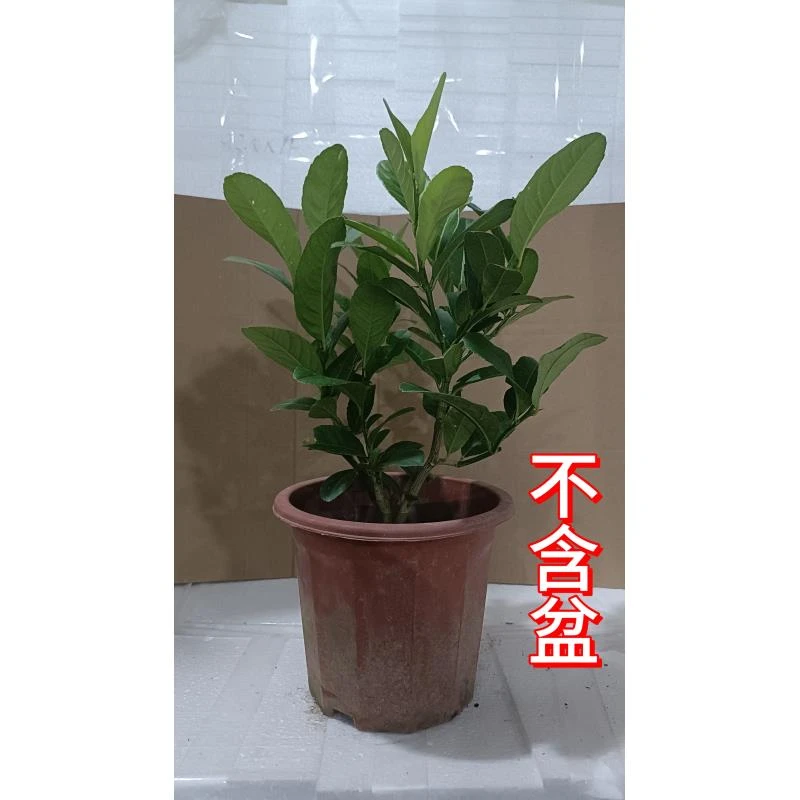 香水柠檬盆栽室内户外绿植办公室好养观叶植物净化空气精致美绿植