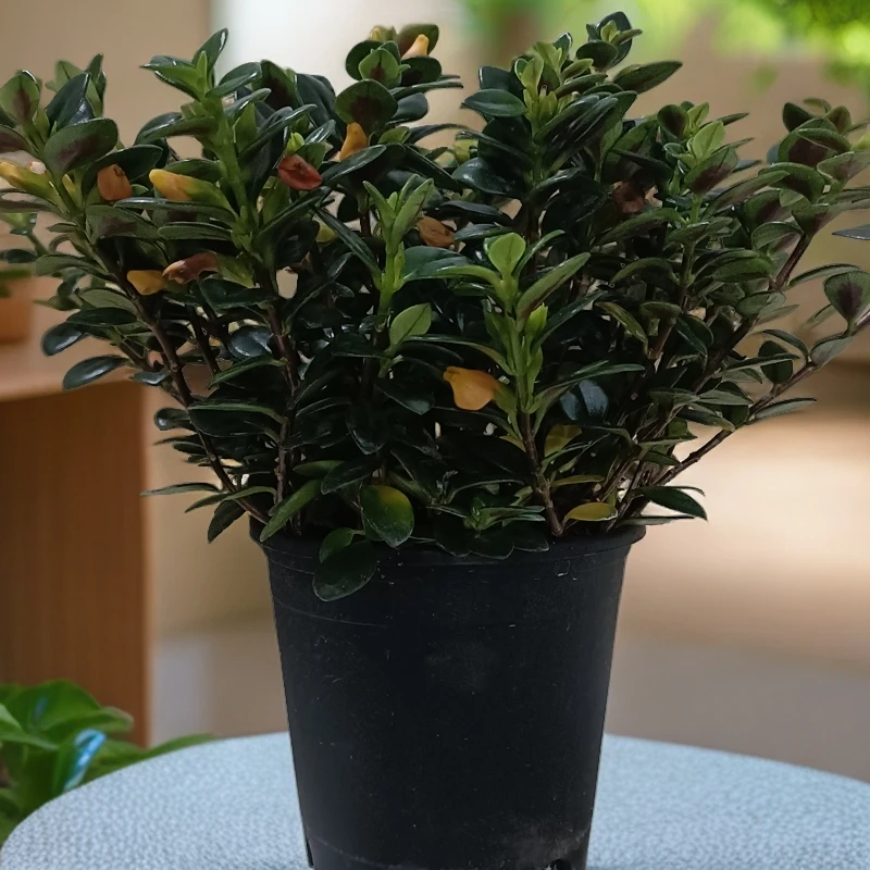 【金鱼吊兰】室内盆栽花卉/北欧风开花绿植/高度28-30cm/2-3天浇水