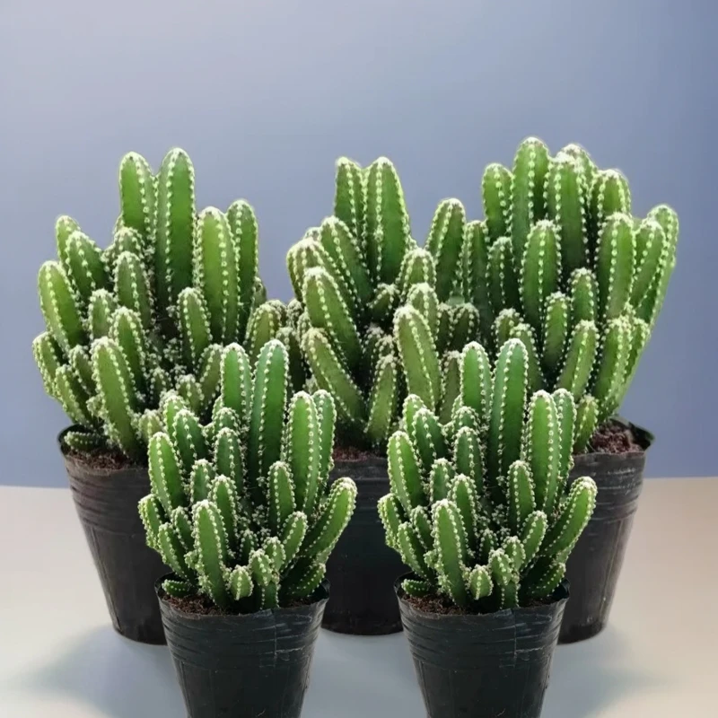 【买一送四】万重山迷你仙人掌/5-10高/多肉类耐旱/15天浇水一次