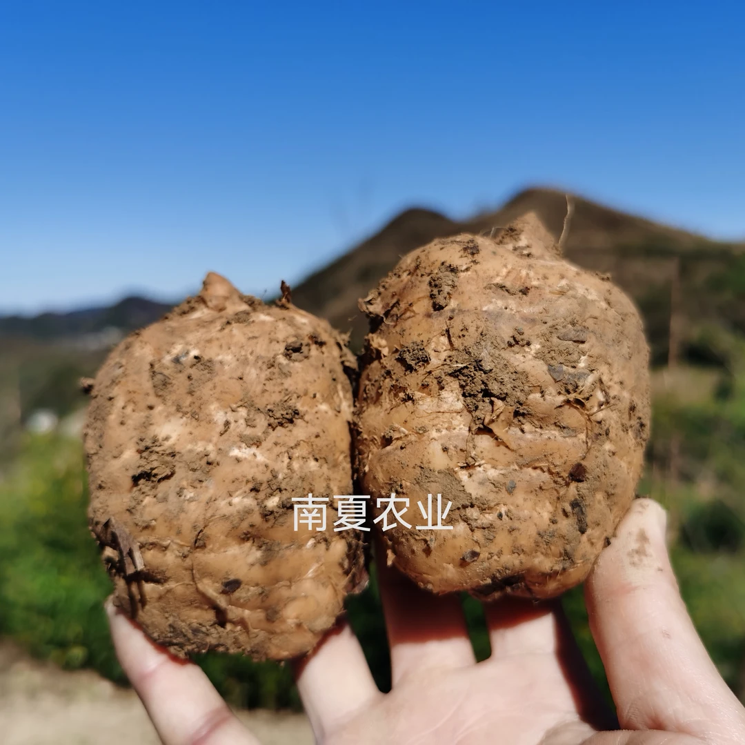 云南昭通小草坝新鲜天麻