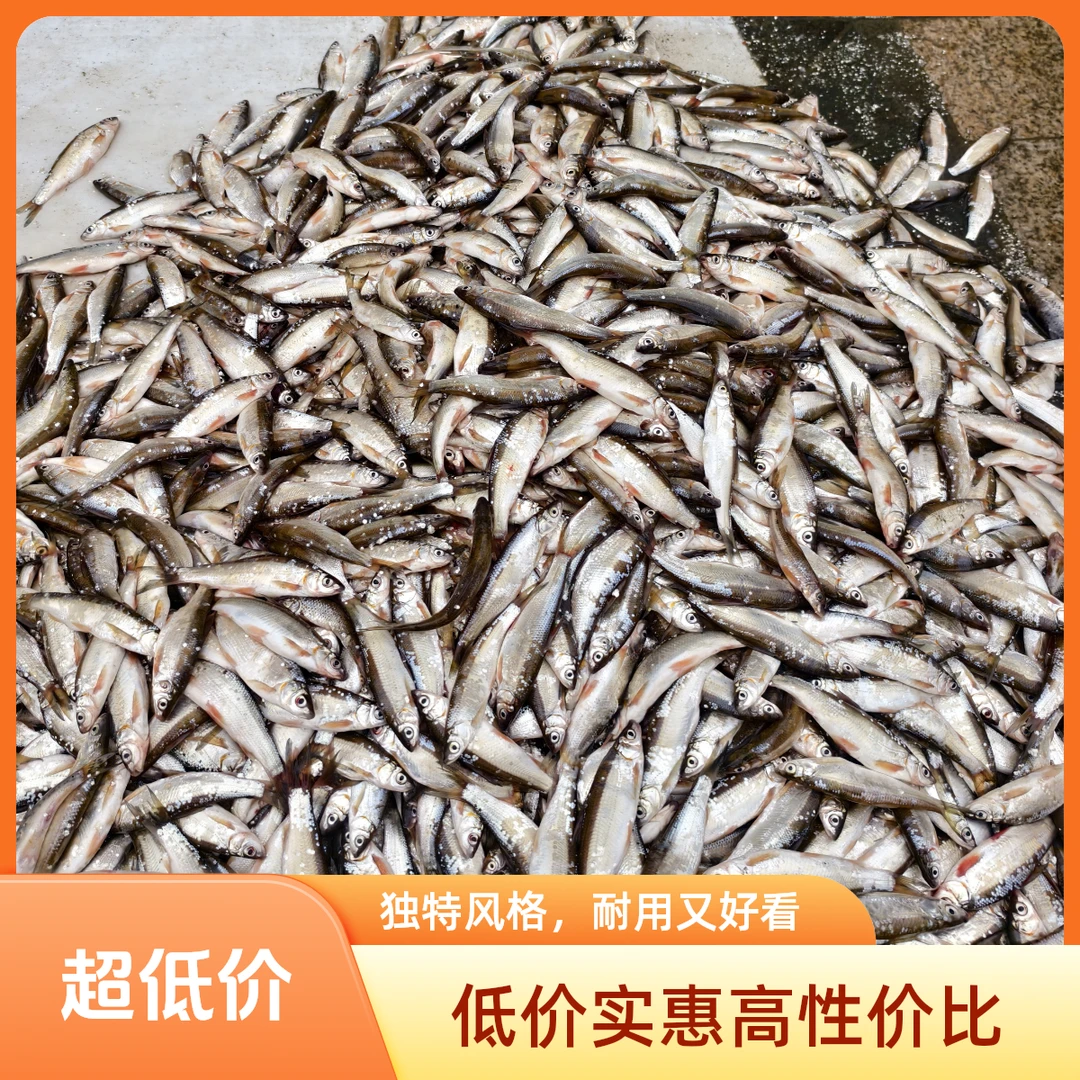 板簧鱼8斤 (东北三省顺丰包邮)