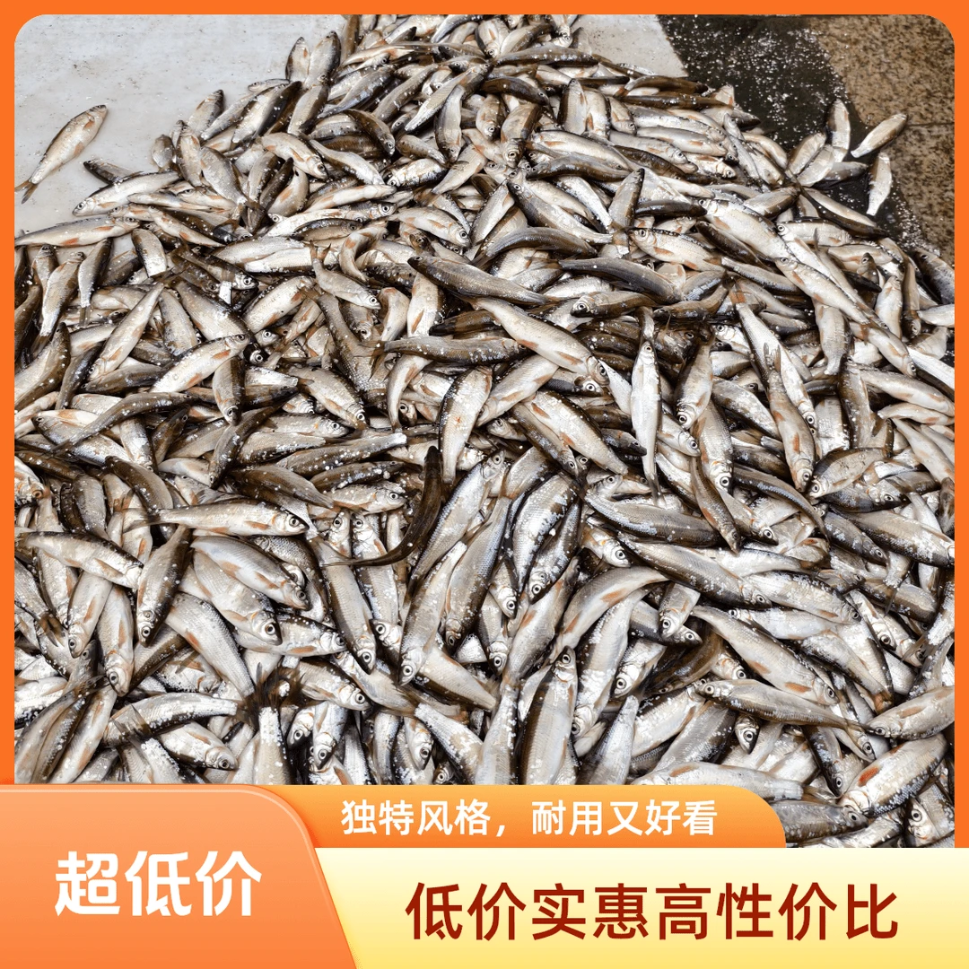 板簧鱼5斤(除东三省外顺丰包邮)