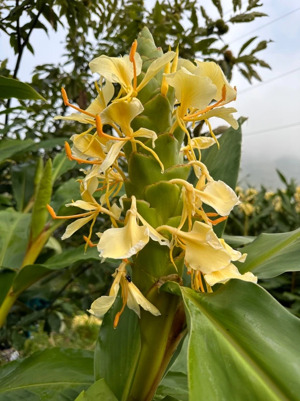 贵州特产新鲜农正宗家高山草果花