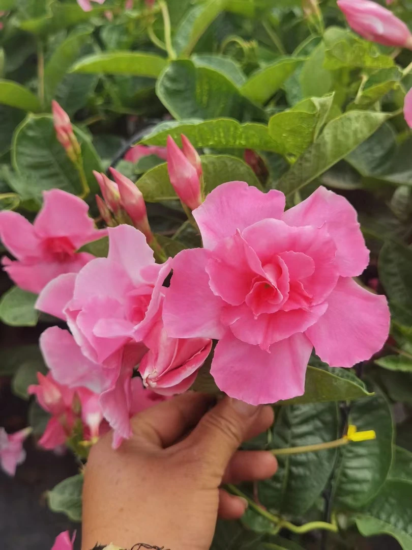 1加仑重瓣飘香藤喜阳耐热耐高温爬藤能力好庭院种植花期长易养护