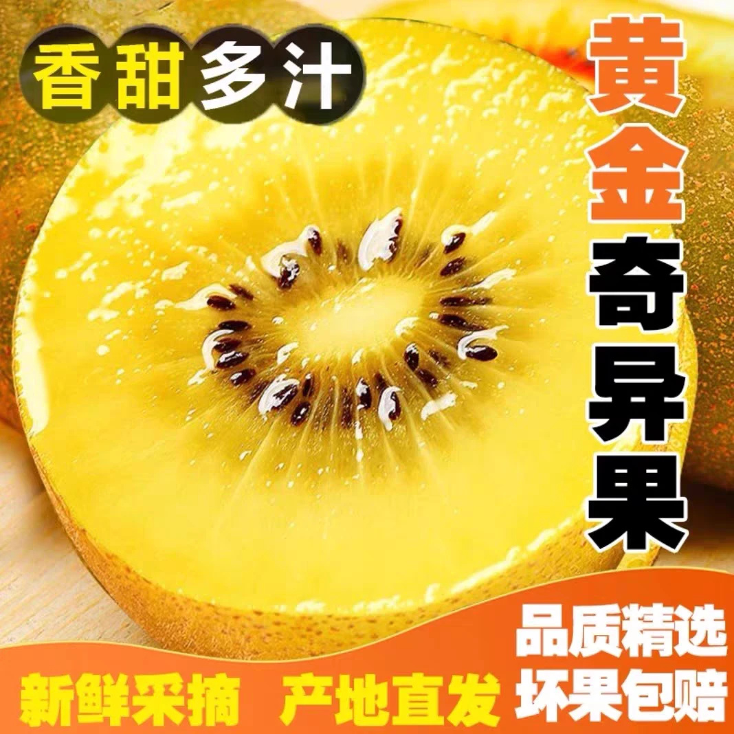 正宗四川蒲江黄心猕猴桃奇异果自然成熟新鲜采摘