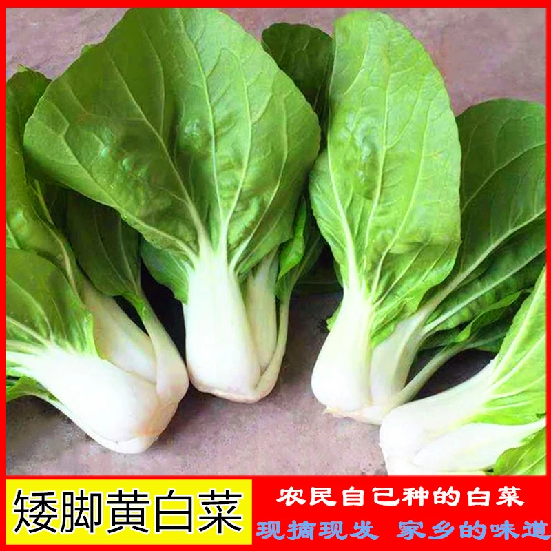 青菜矮脚黄老品种白菜安徽无为产农民种值得蔬菜包邮2500克