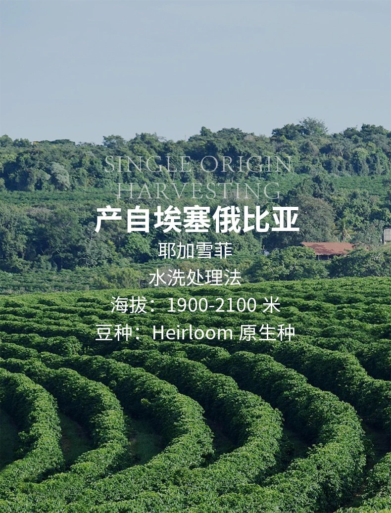 耶加雪菲SOE精品咖啡豆手冲埃塞俄比亚C斌梦想咖啡自家中烘焙