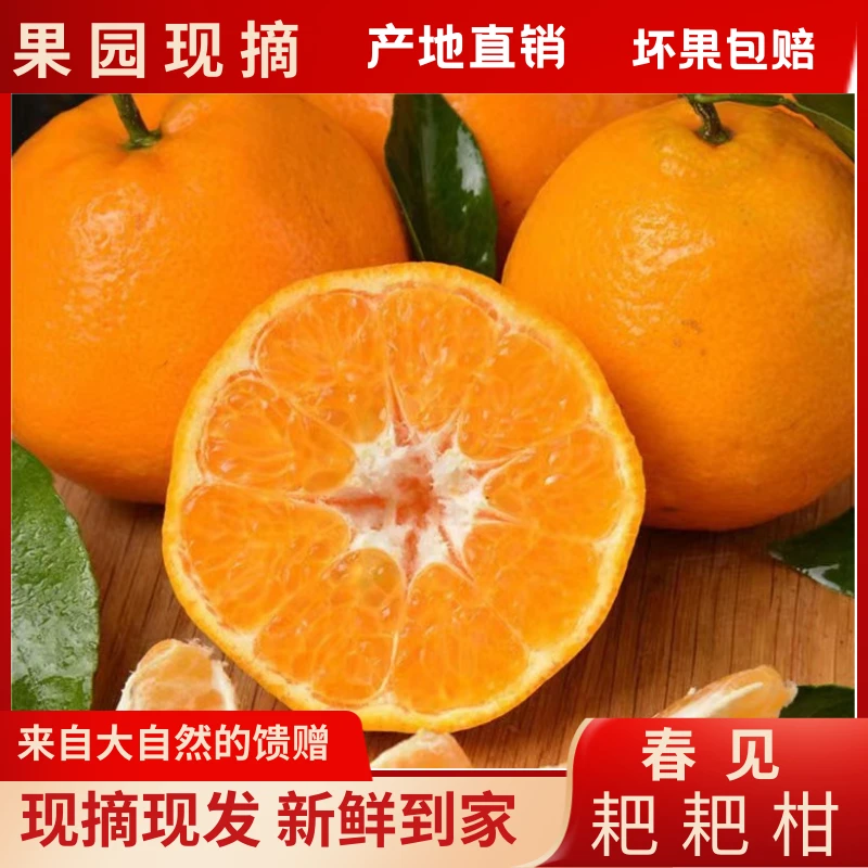粑粑柑春见橘子水果丑橘不知火易剥皮产地直销直播正宗四川耙耙柑