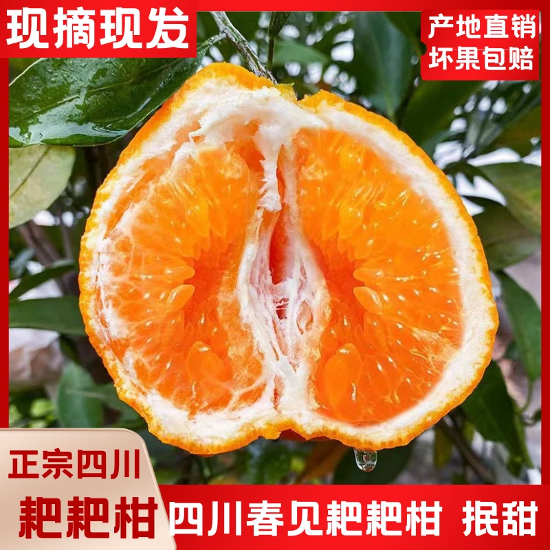 粑粑柑水果丑橘橘子不知火易剥皮产地直销直播正宗四川耙耙柑桔子